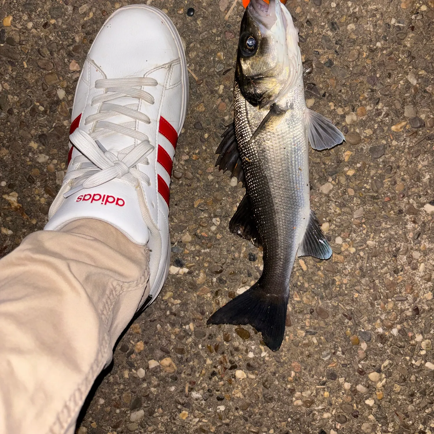 European seabass caught on Fishbrain