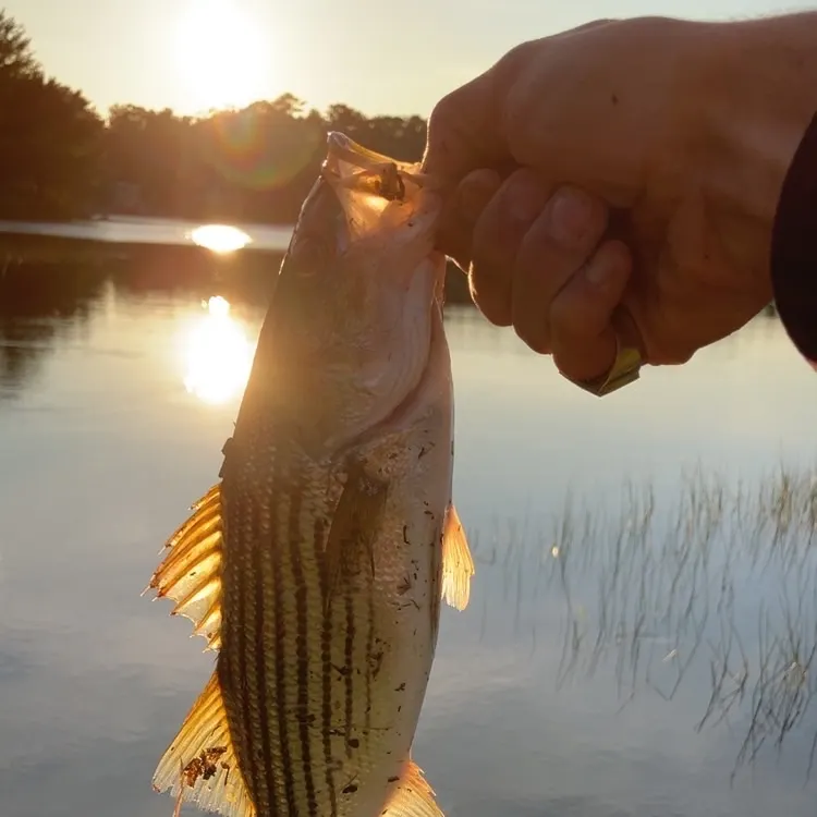 Striped bass caught on Fishbrain
