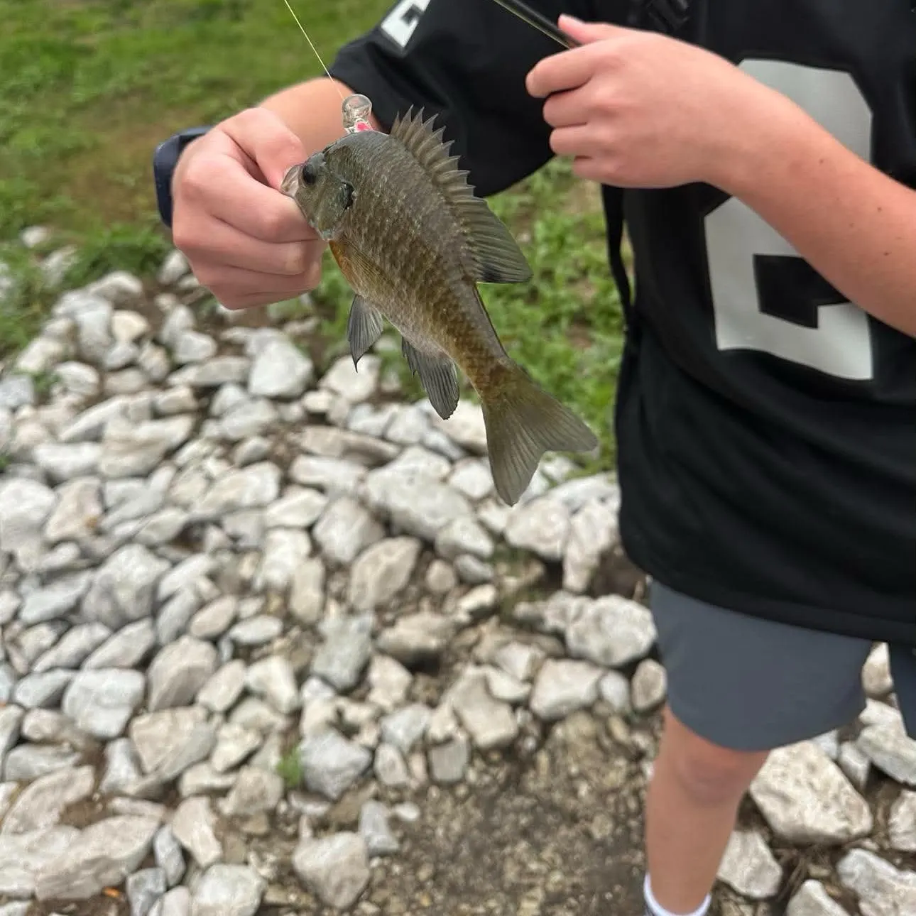 Bluegill caught on Fishbrain