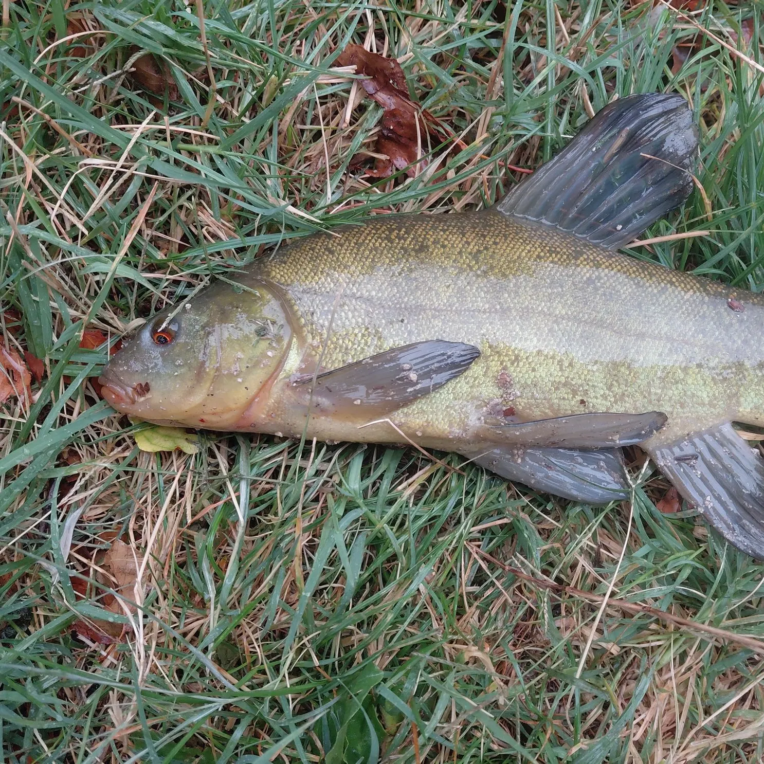 Tench caught on Fishbrain