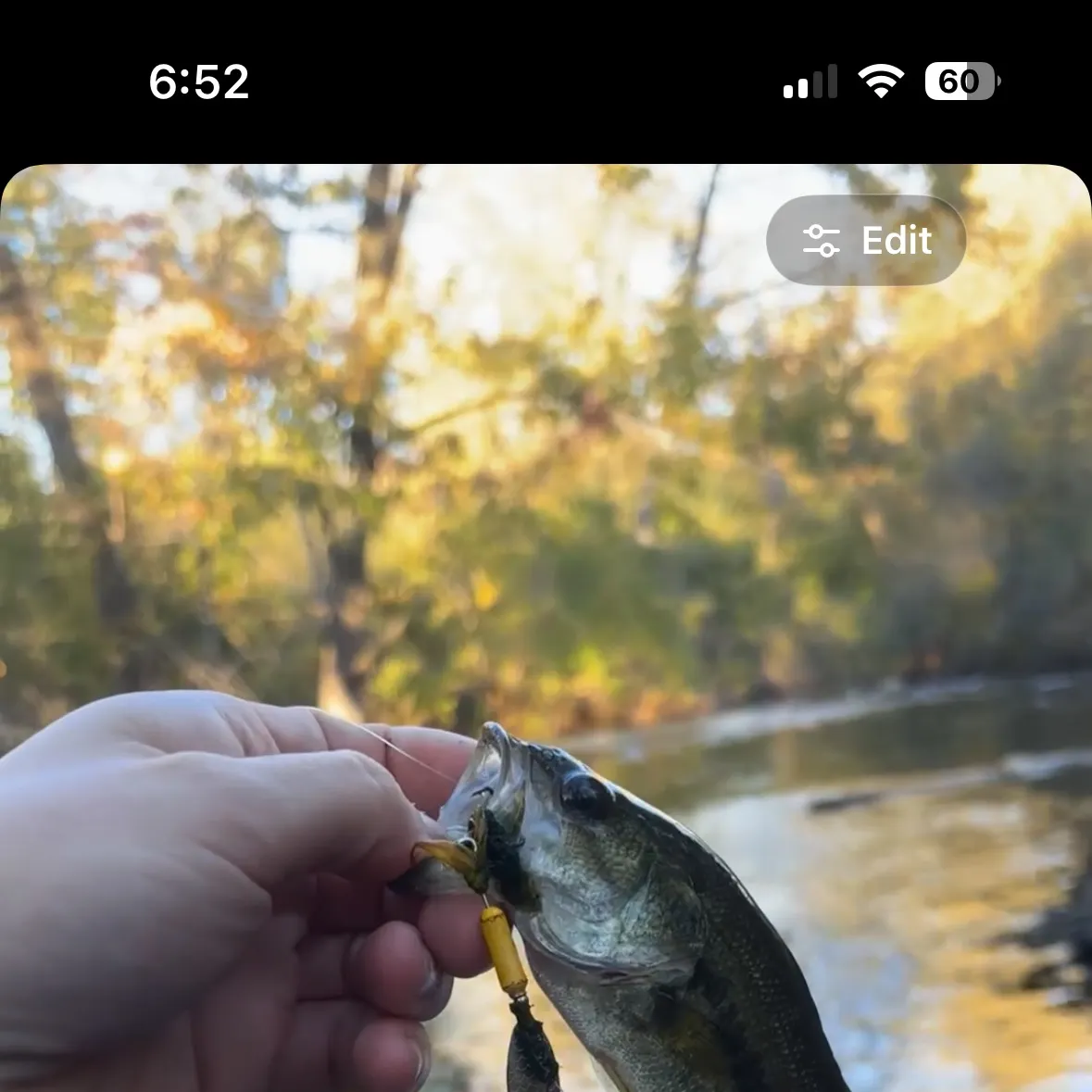 Largemouth bass caught on Fishbrain