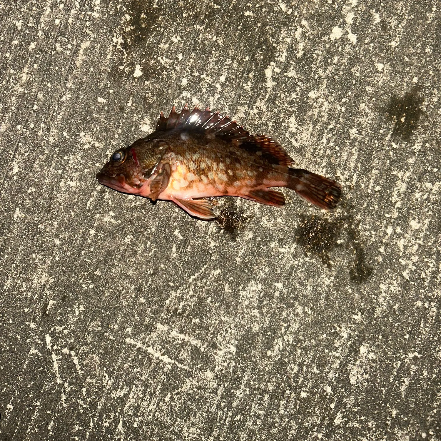 The most recent Marbled Rockfish catches on Fishbrain