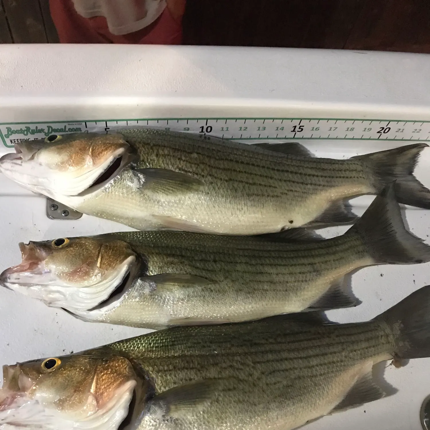 recently logged catches