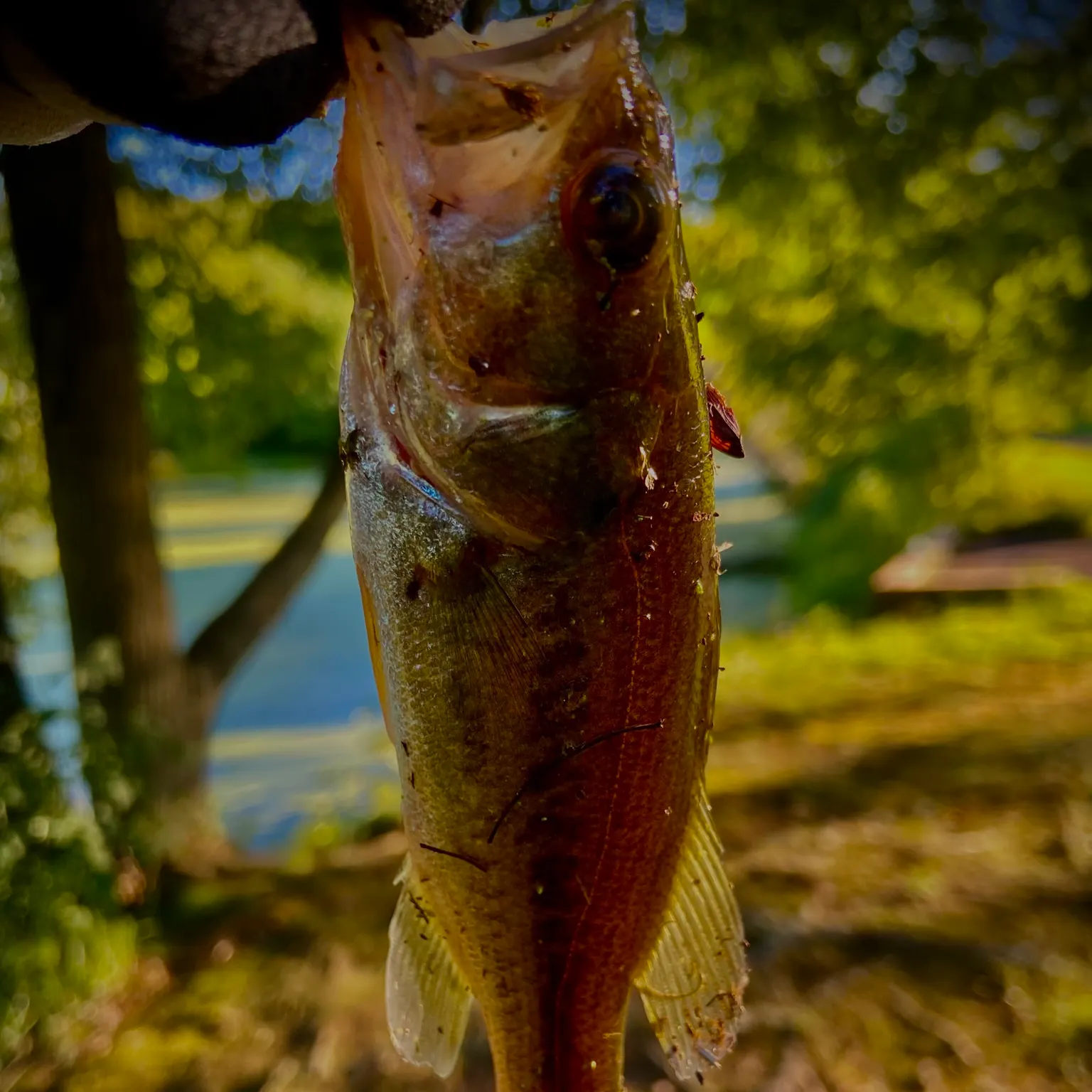 Fish caught on Fishbrain