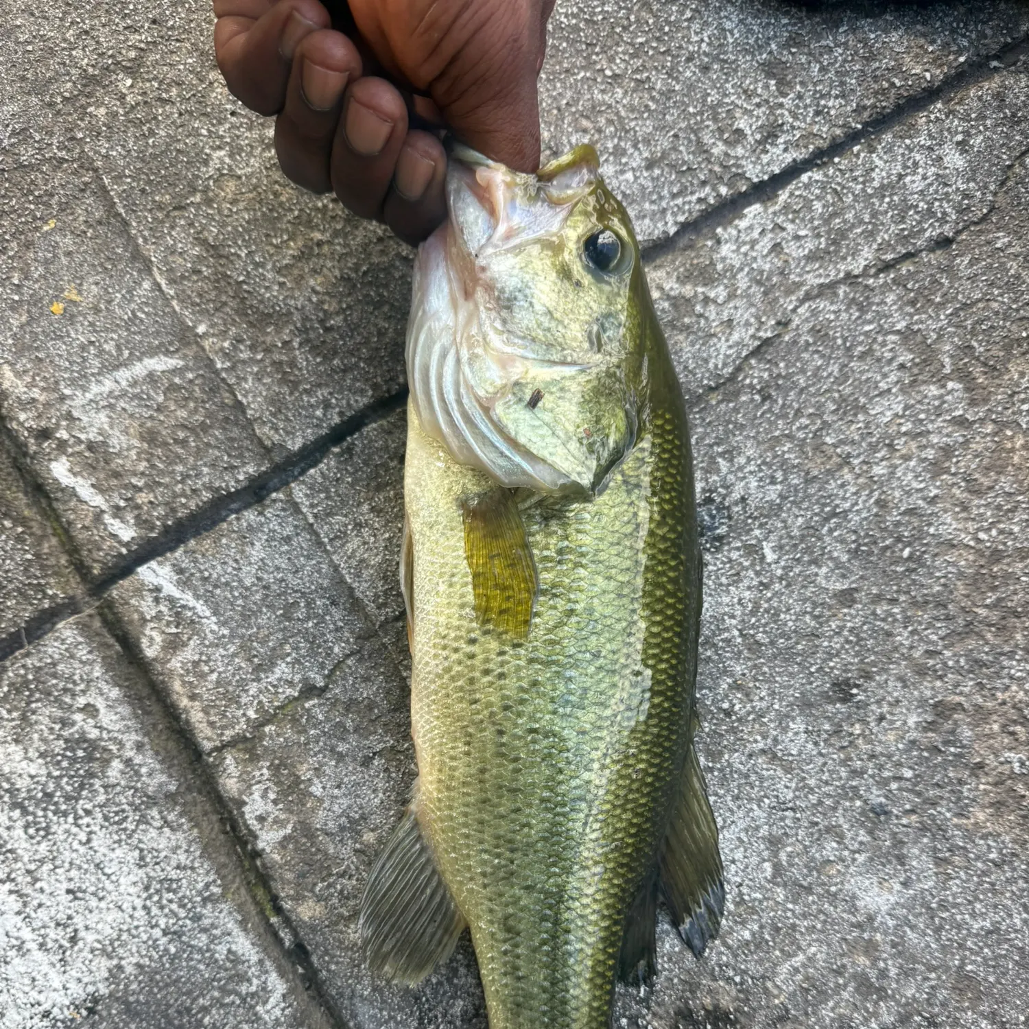 Largemouth bass caught on Fishbrain