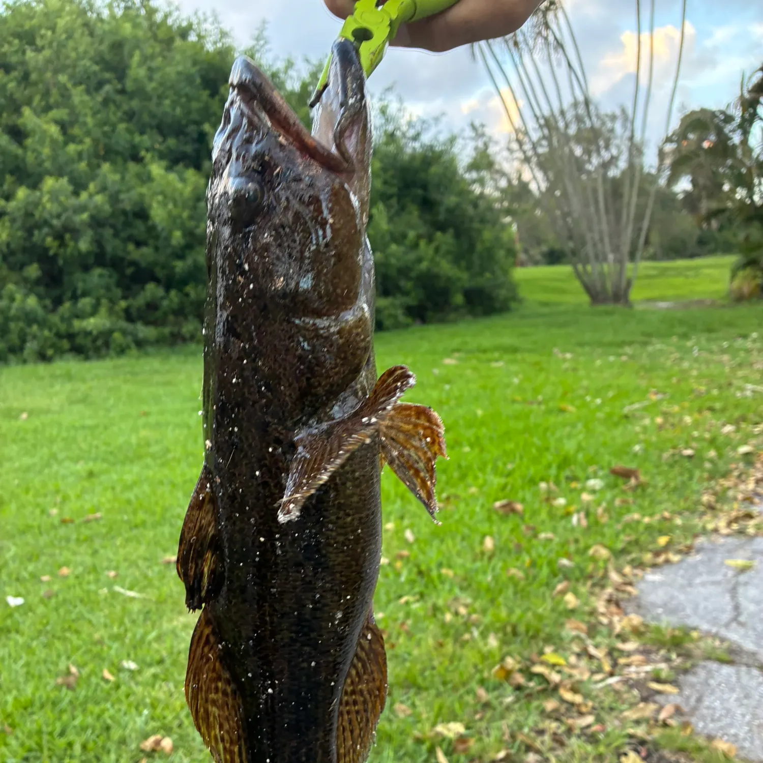 The most recent Bigmouth sleeper catches on Fishbrain
