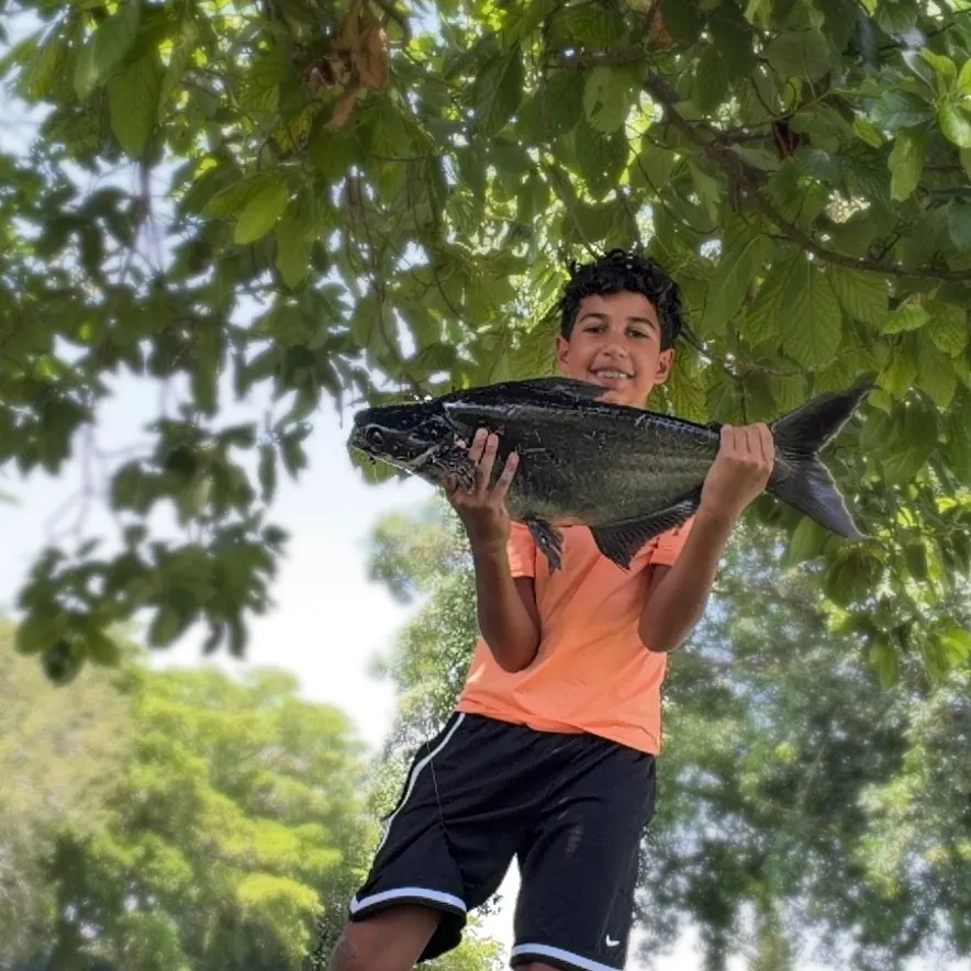 The most recent Mekong giant catfish catches on Fishbrain
