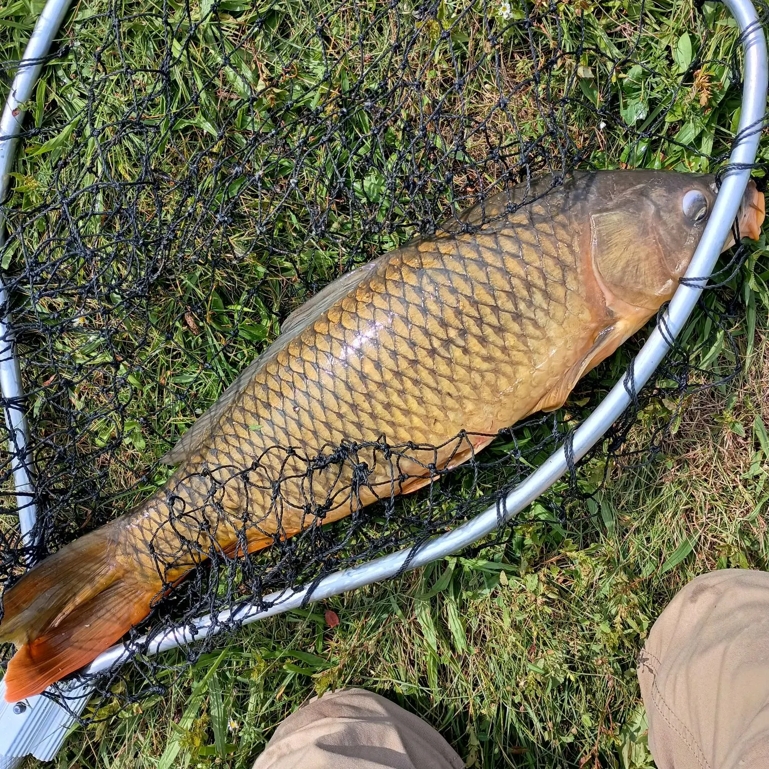 Common carp caught on Fishbrain