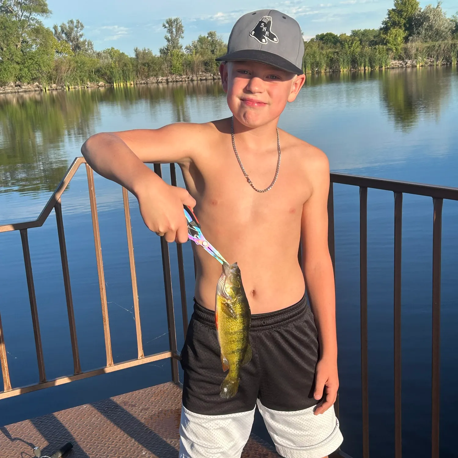 Yellow perch caught on Fishbrain