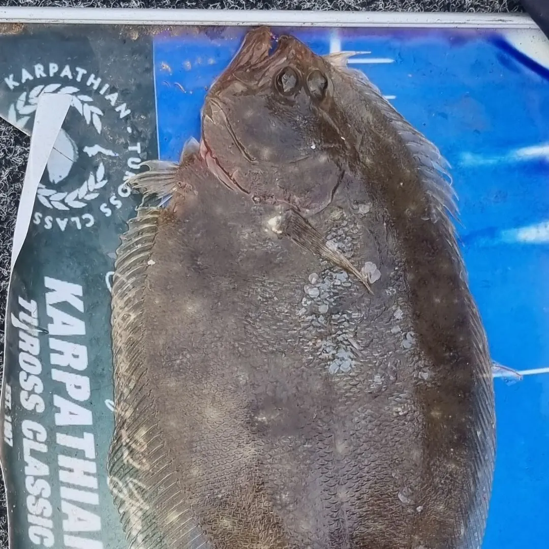 The most recent Black flounder catches on Fishbrain