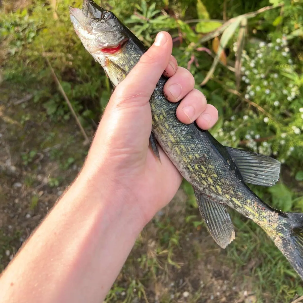 Northern pike caught on Fishbrain