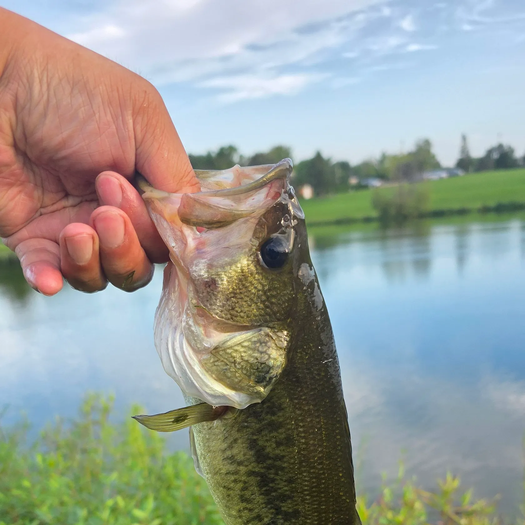 Largemouth bass caught on Fishbrain