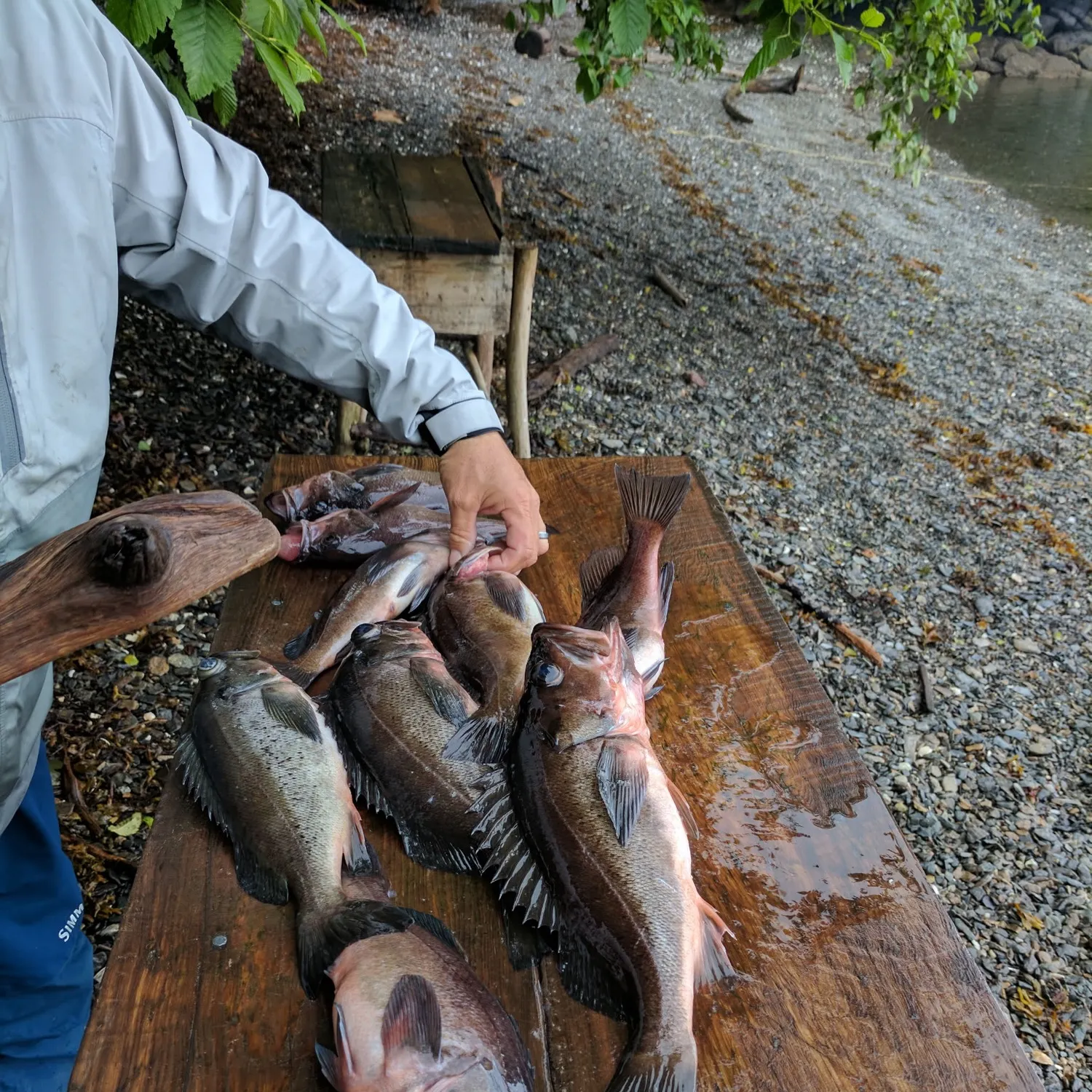Fish caught on Fishbrain