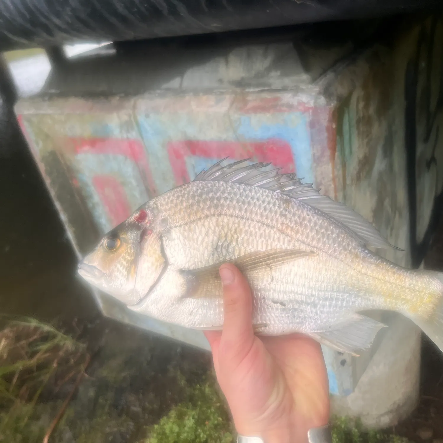 most liked catch image