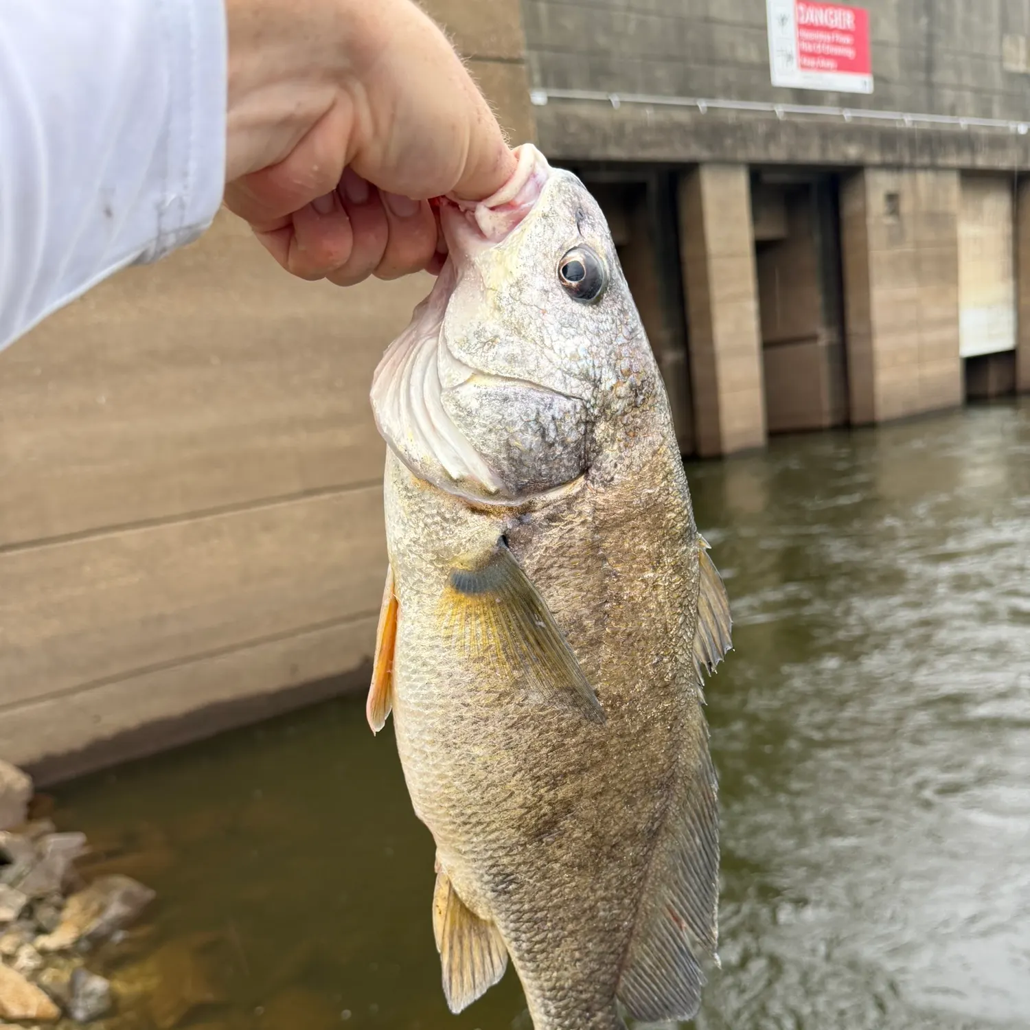 Freshwater drum caught on Fishbrain