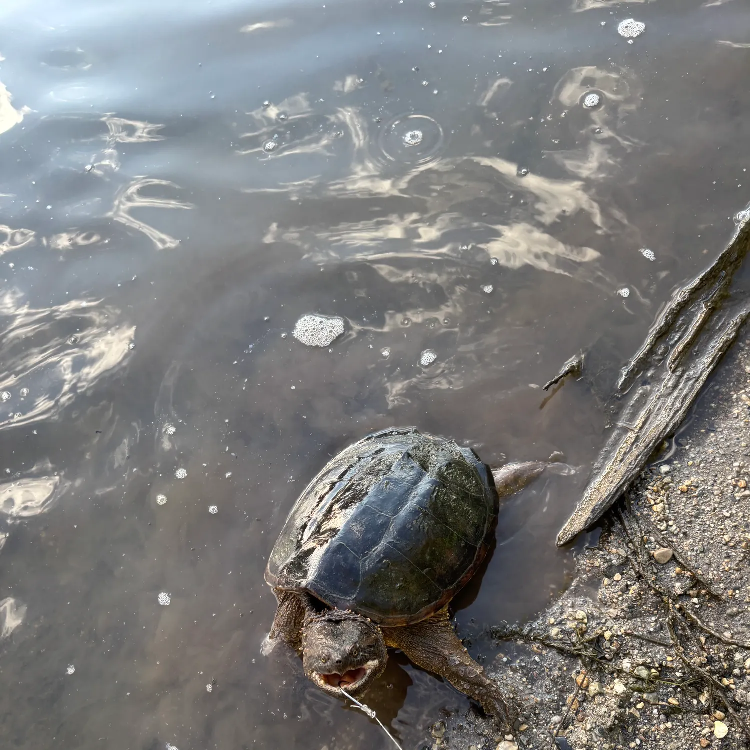 The most recent Common snapping turtle catches on Fishbrain