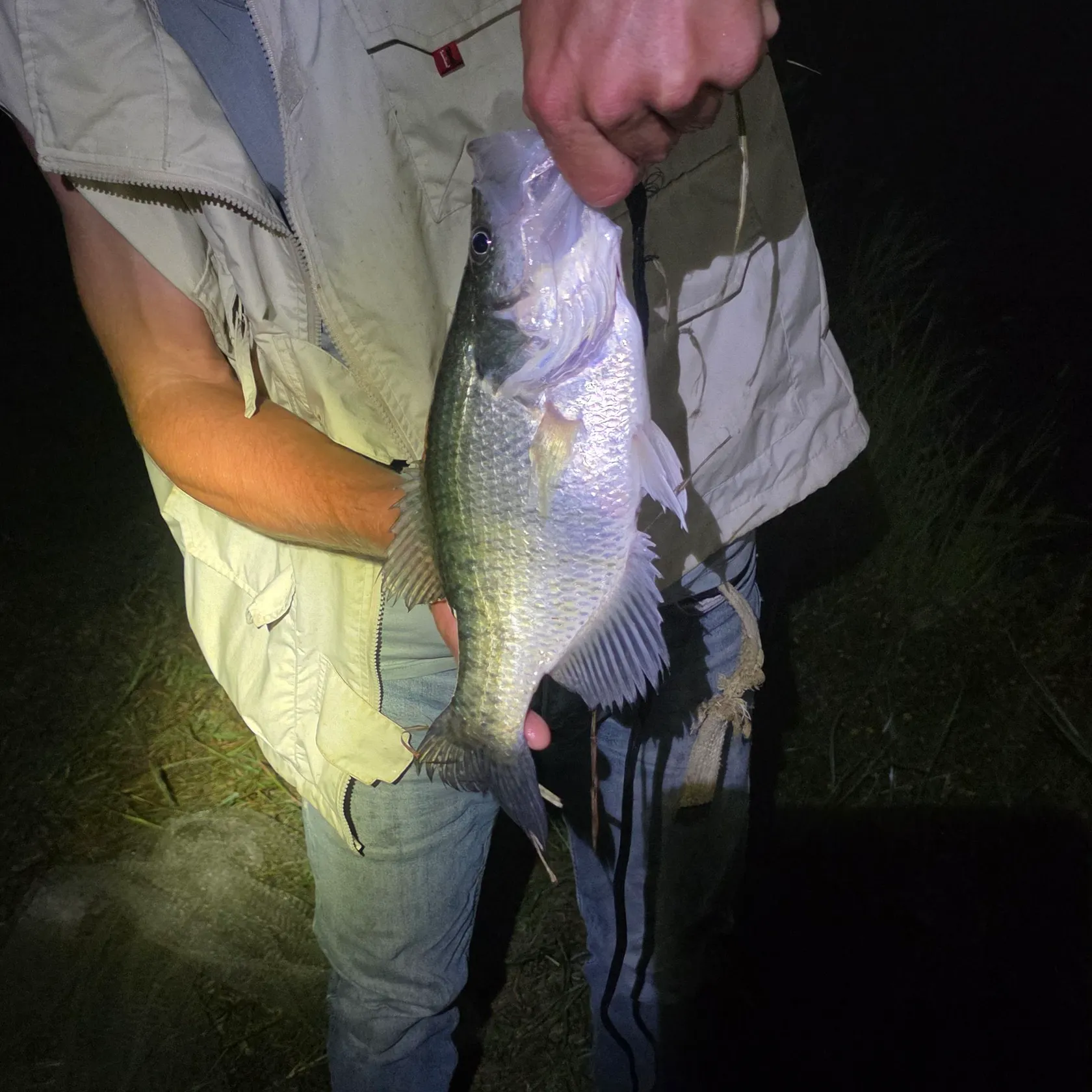 The most recent White crappie catches on Fishbrain