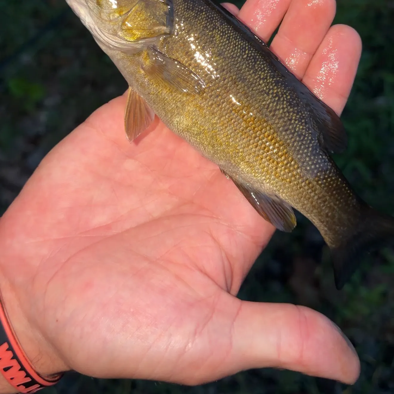 Smallmouth bass caught on Fishbrain
