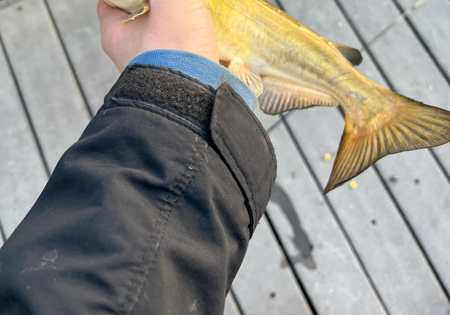 White bullhead