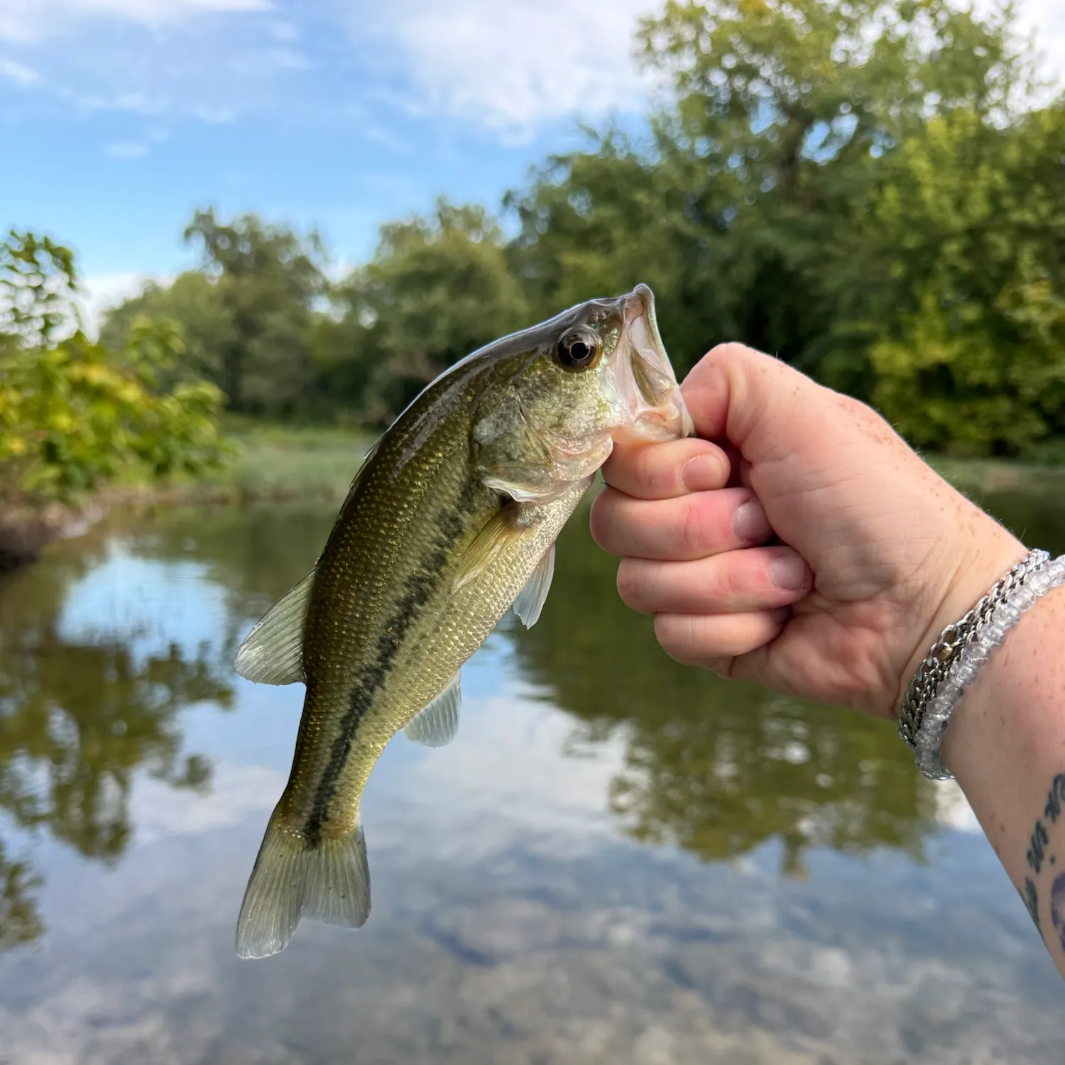 Largemouth bass caught on Fishbrain