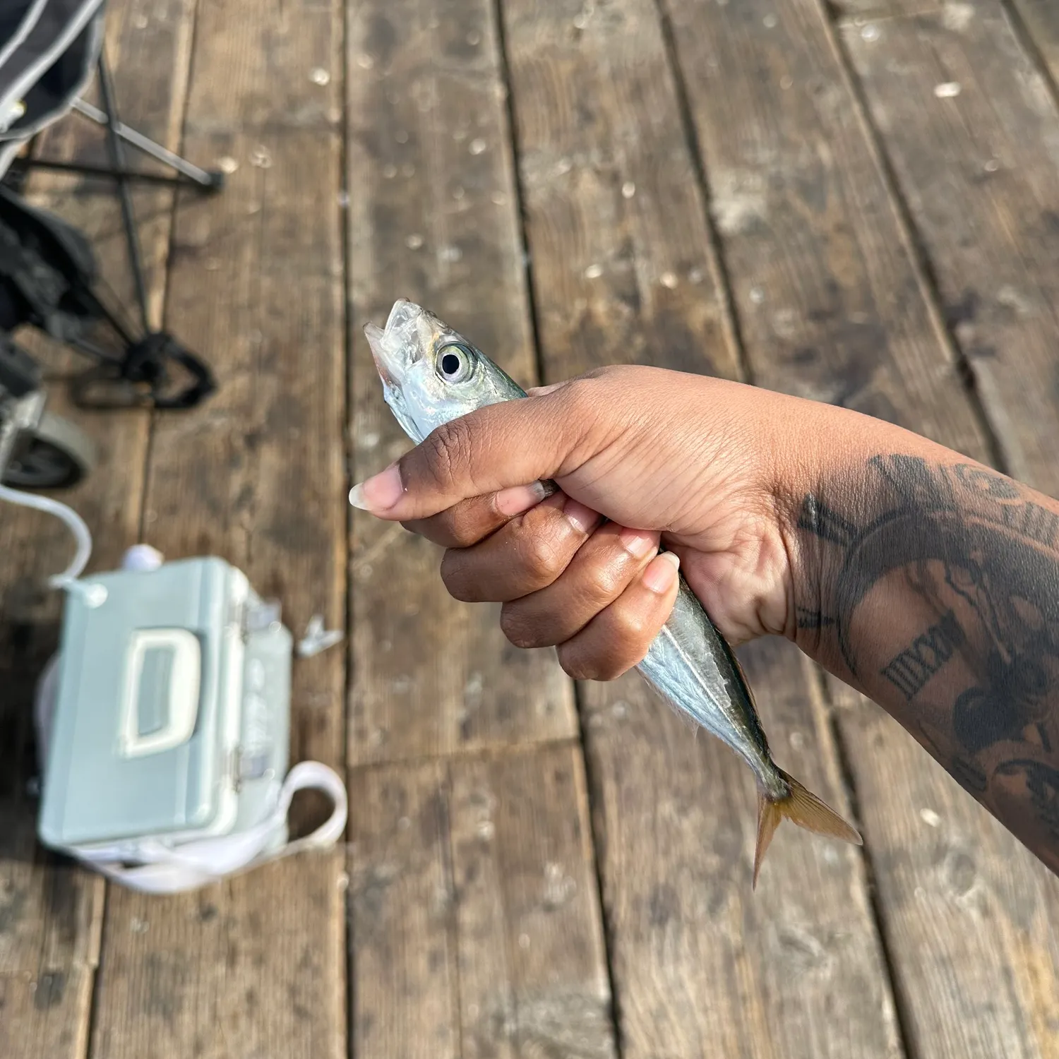 The most recent Pacific jack mackerel catches on Fishbrain