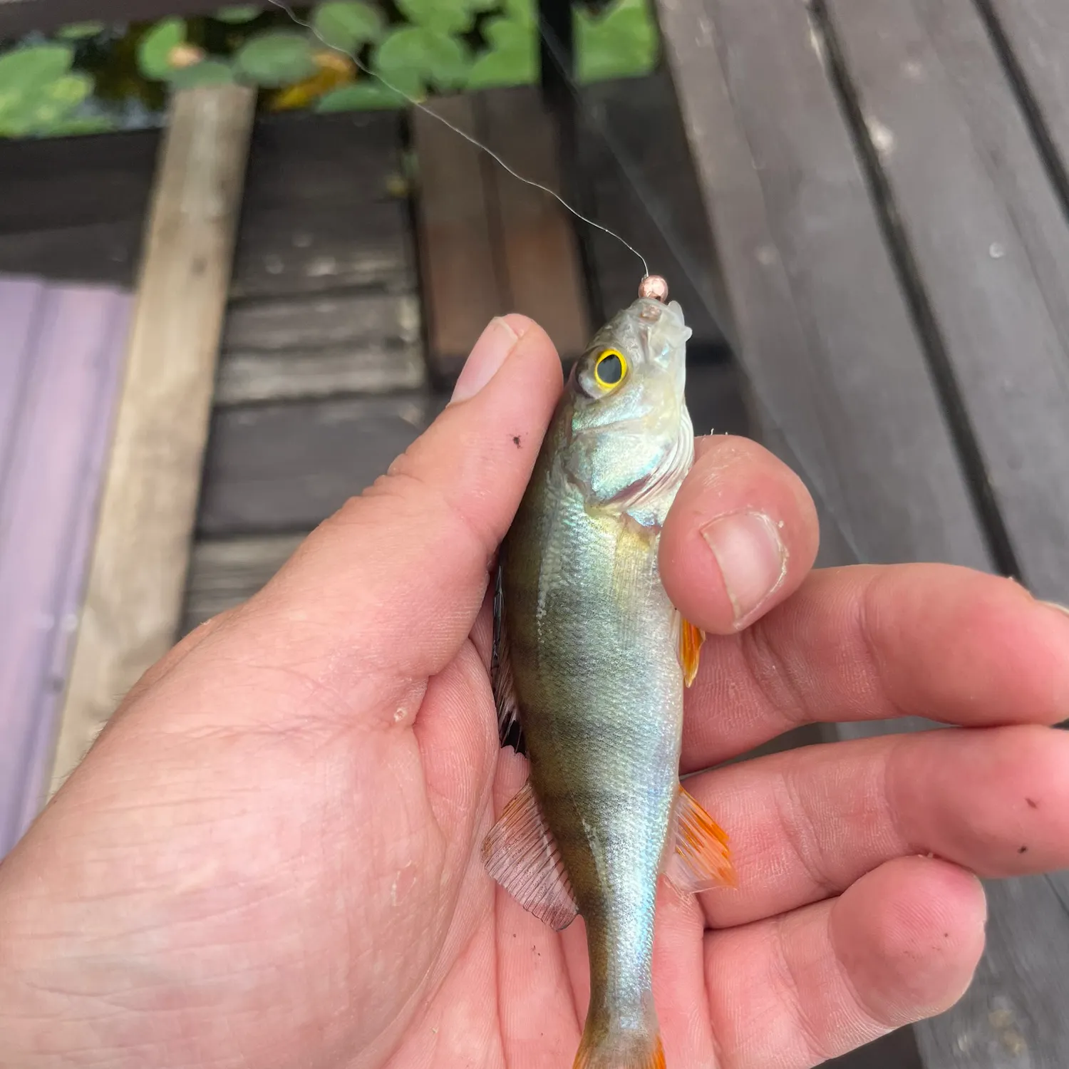 European perch caught on Fishbrain