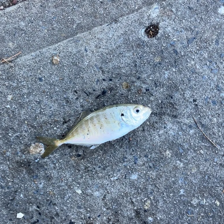 The most recent Yellowtail scad catches on Fishbrain