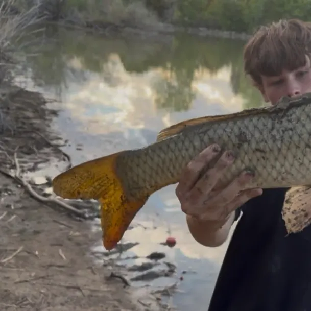 Common carp caught on Fishbrain