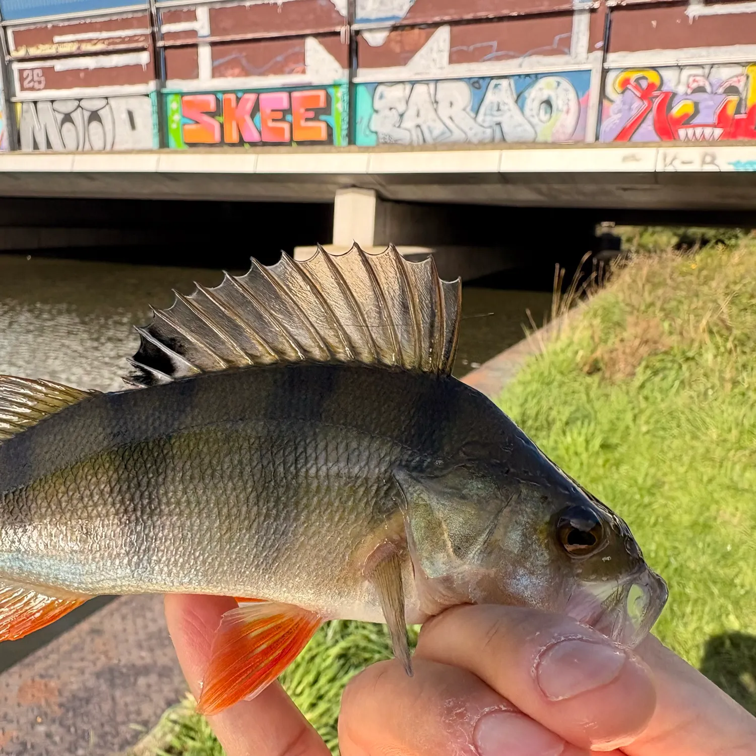 European perch caught on Fishbrain