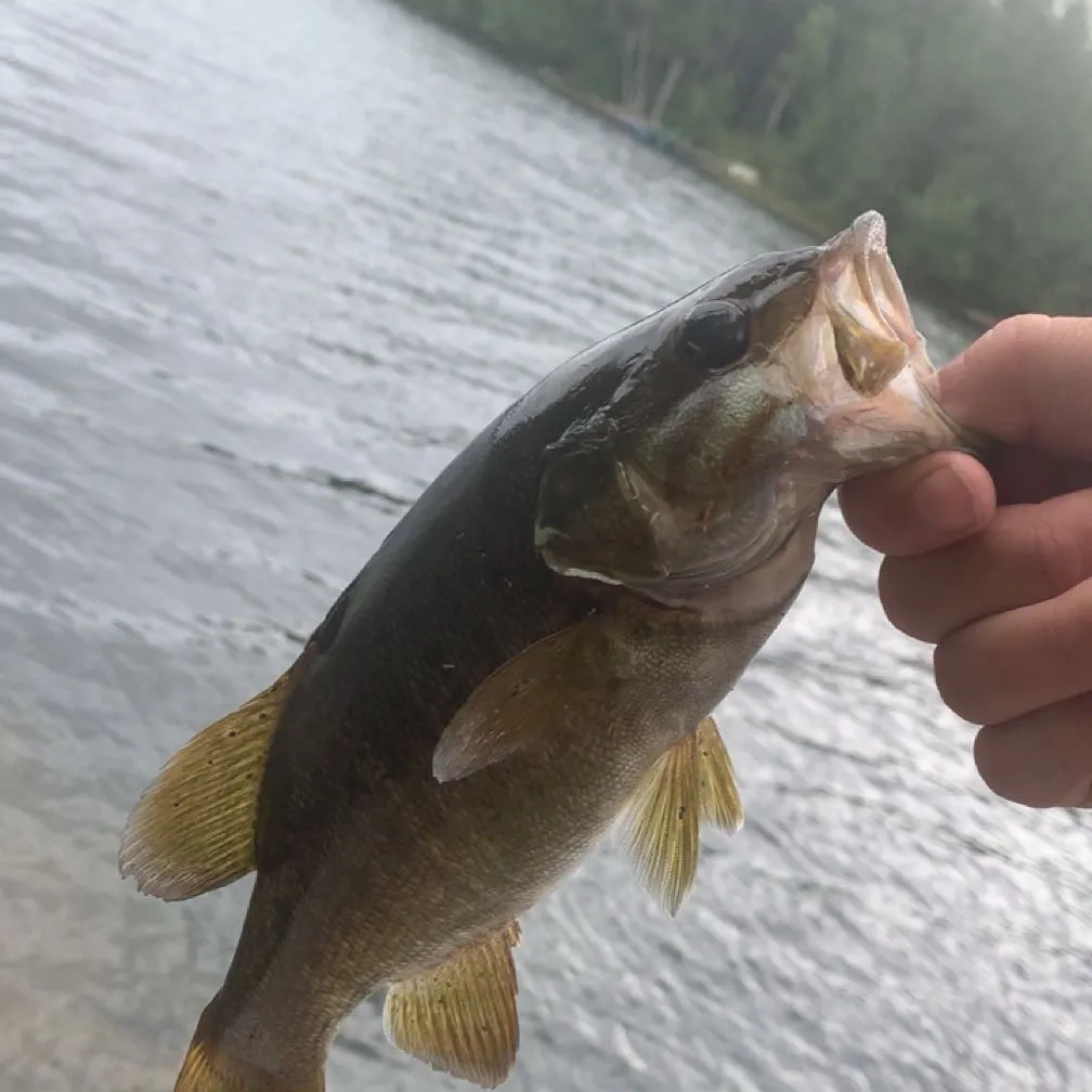 Smallmouth bass caught on Fishbrain