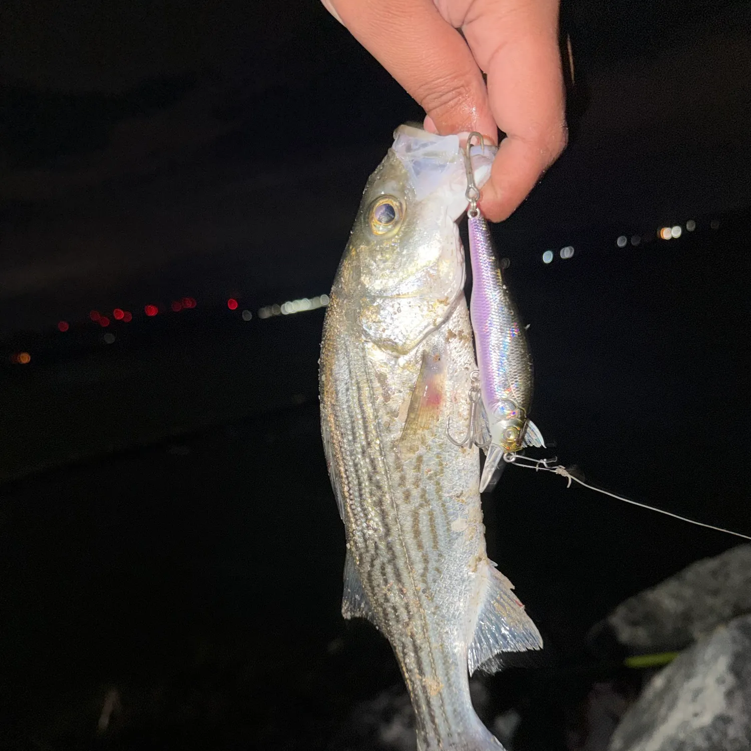 Striped bass caught on Fishbrain