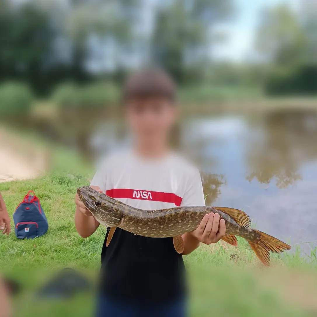 Northern pike caught on Fishbrain