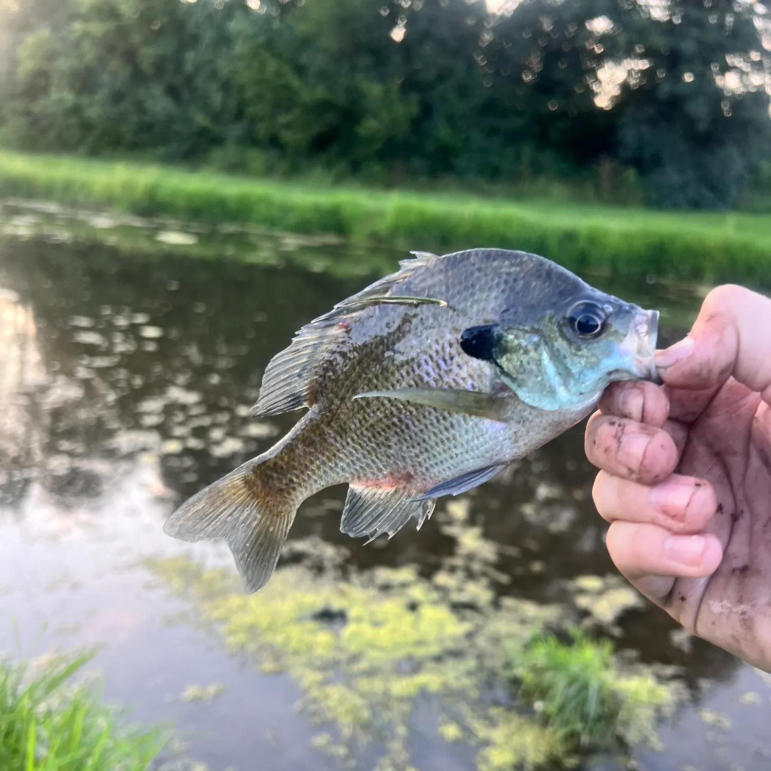 The most recent Wargill hybrid catches on Fishbrain