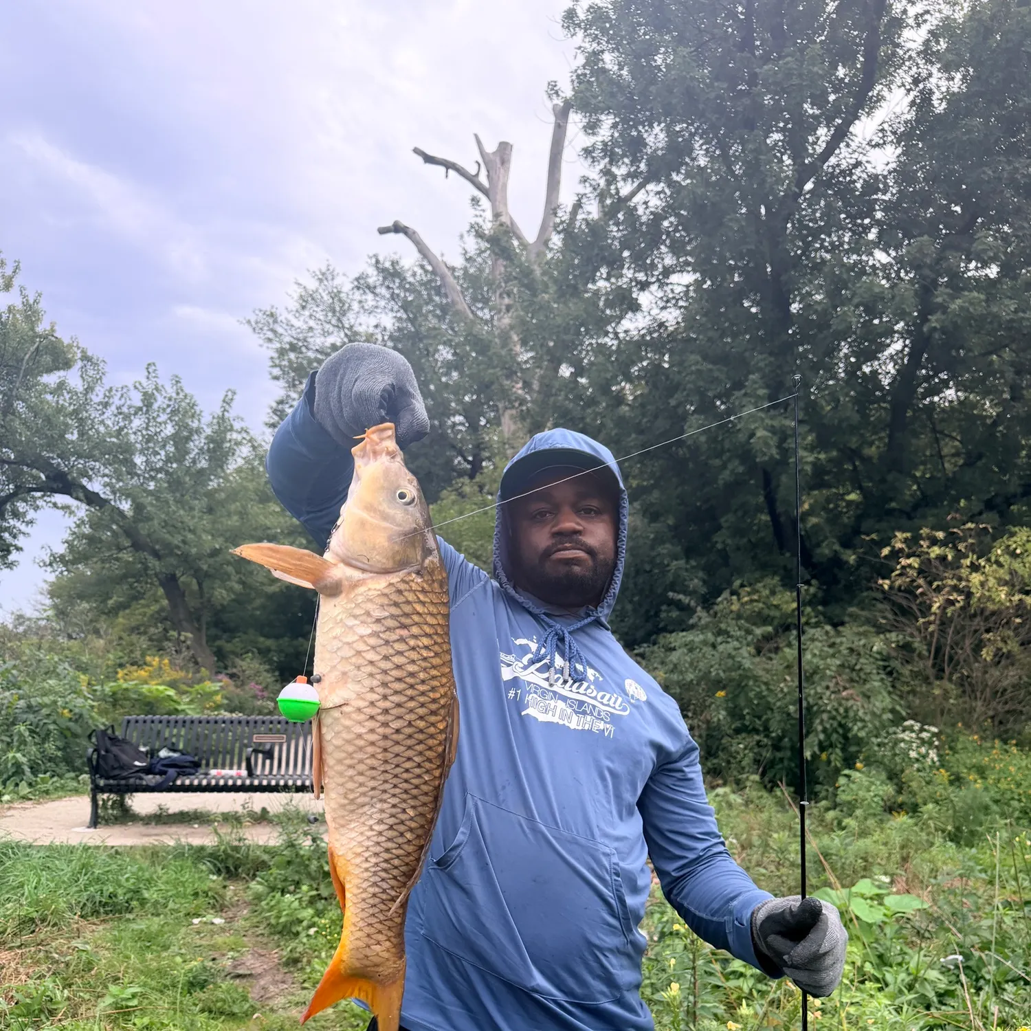 Common carp caught on Fishbrain