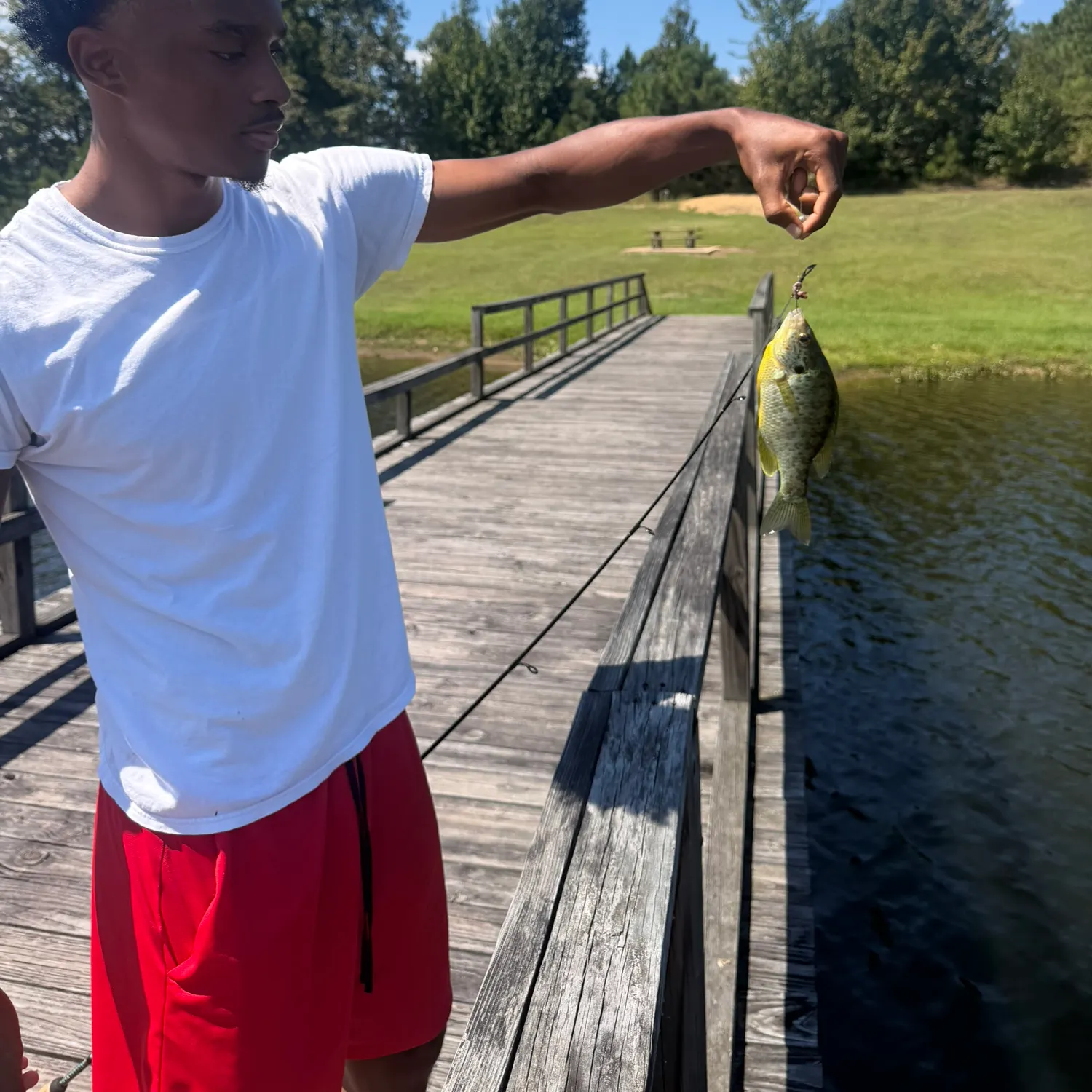 Redear sunfish caught on Fishbrain