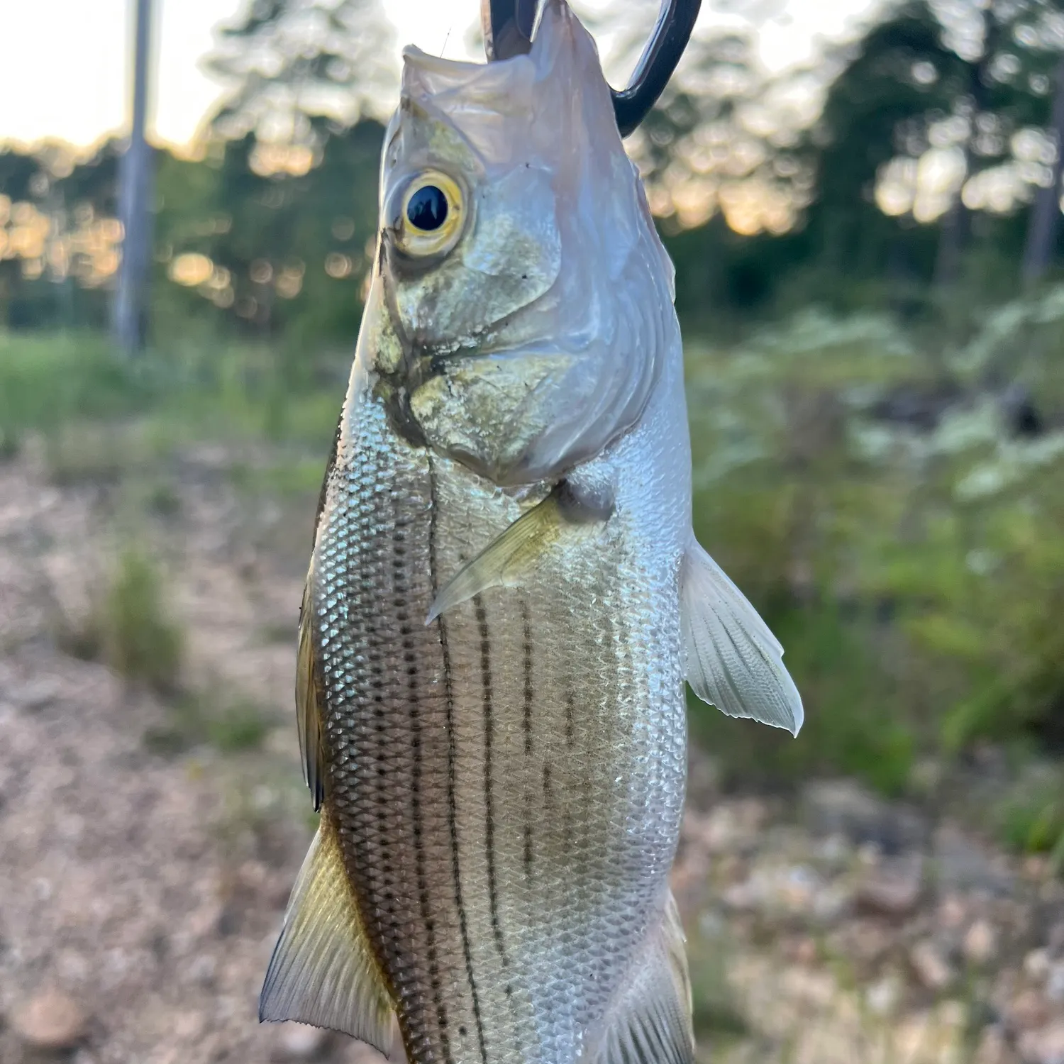 White bass caught on Fishbrain