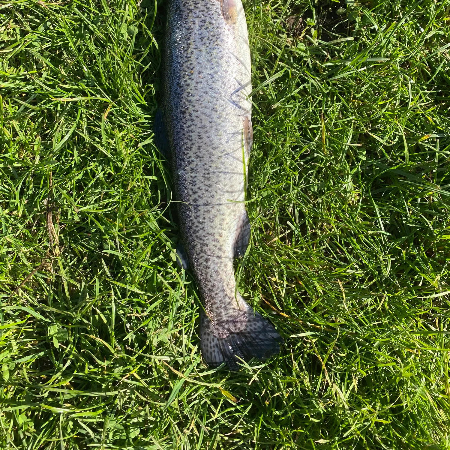 Rainbow trout caught on Fishbrain