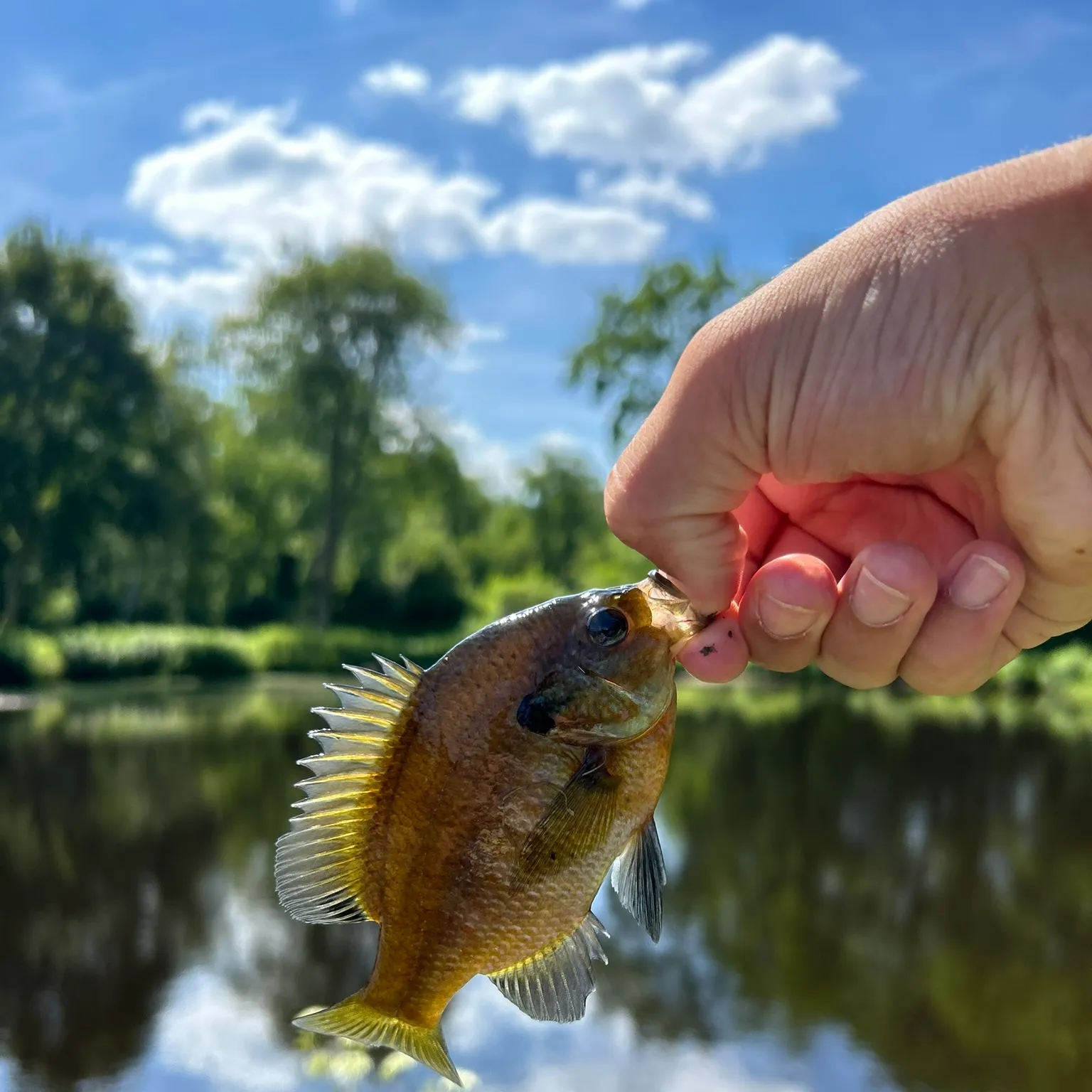 The most recent Bluegill catches on Fishbrain