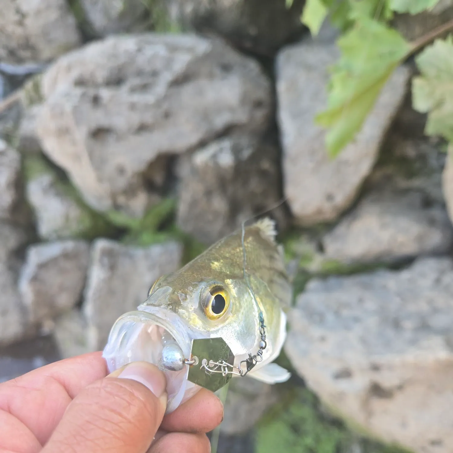 White bass caught on Fishbrain