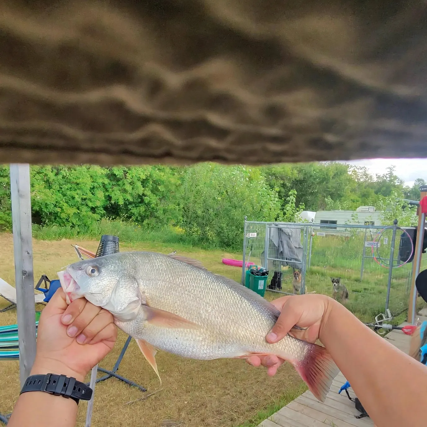 catch