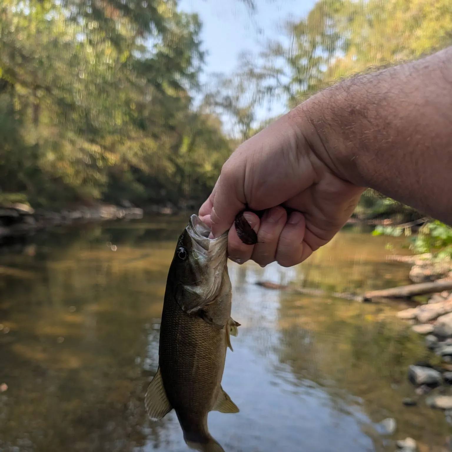 Smallmouth bass caught on Fishbrain