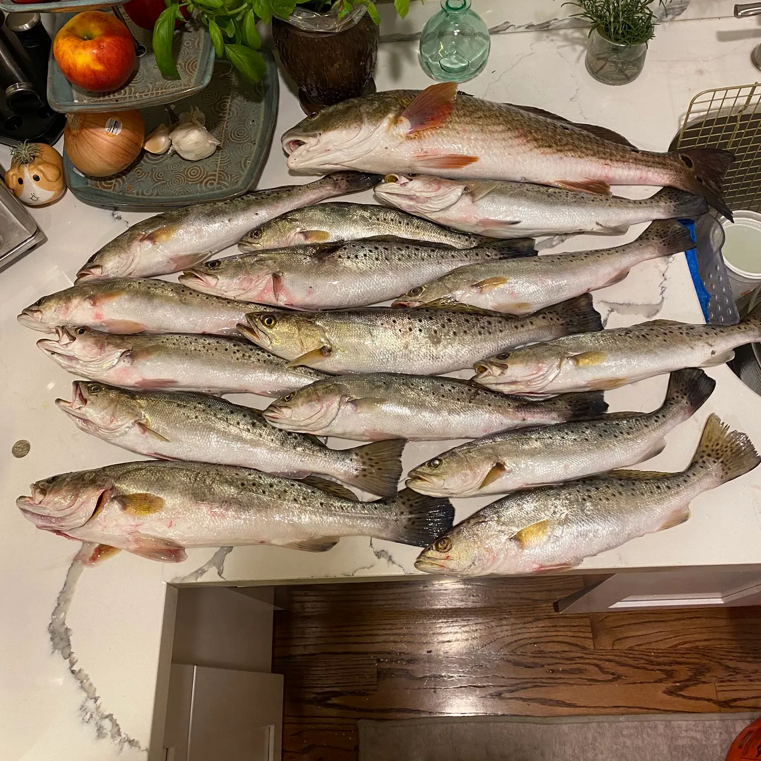 recently logged catches