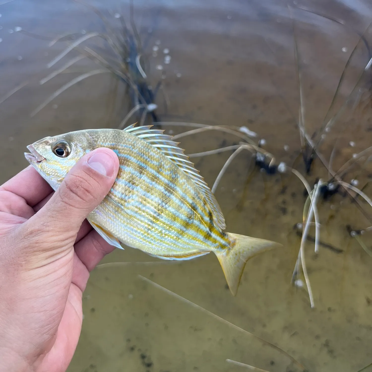 Pinfish caught on Fishbrain