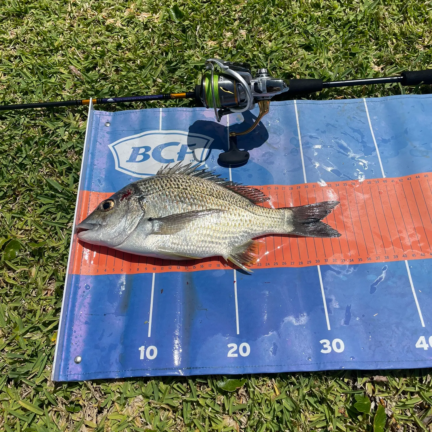 The most recent Southern black bream catches on Fishbrain