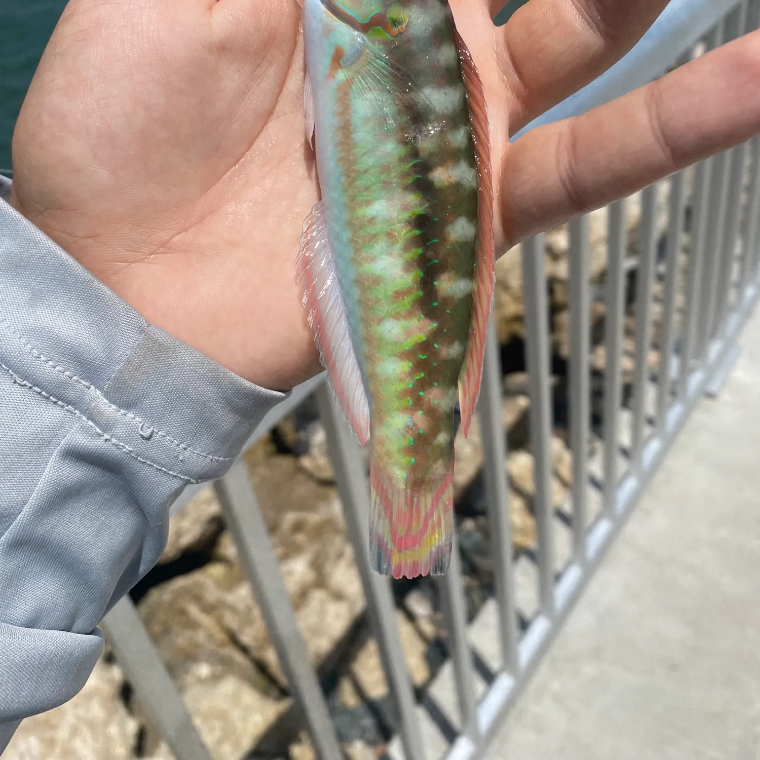 The most recent Slippery dick wrasse catches on Fishbrain