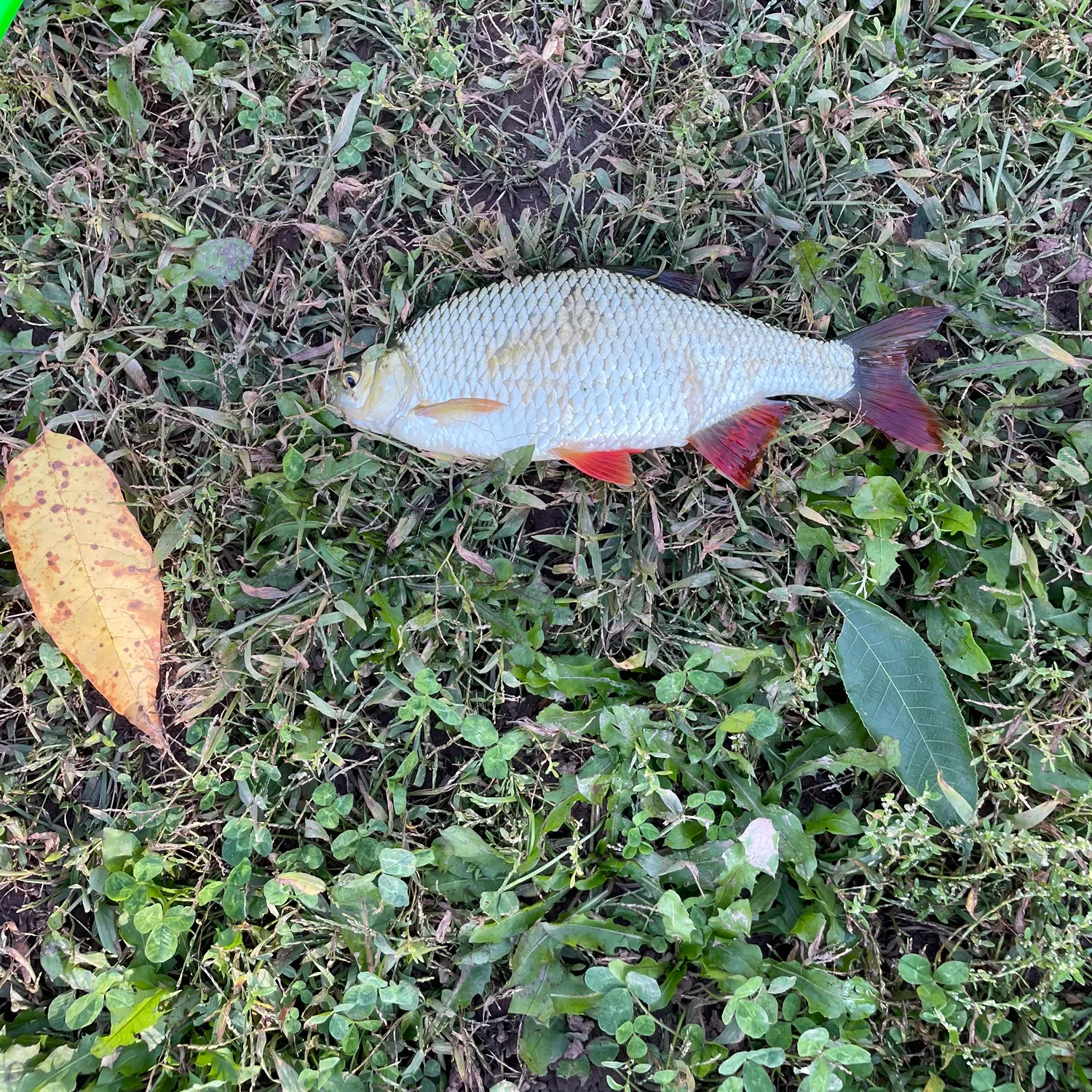 Fish caught on Fishbrain