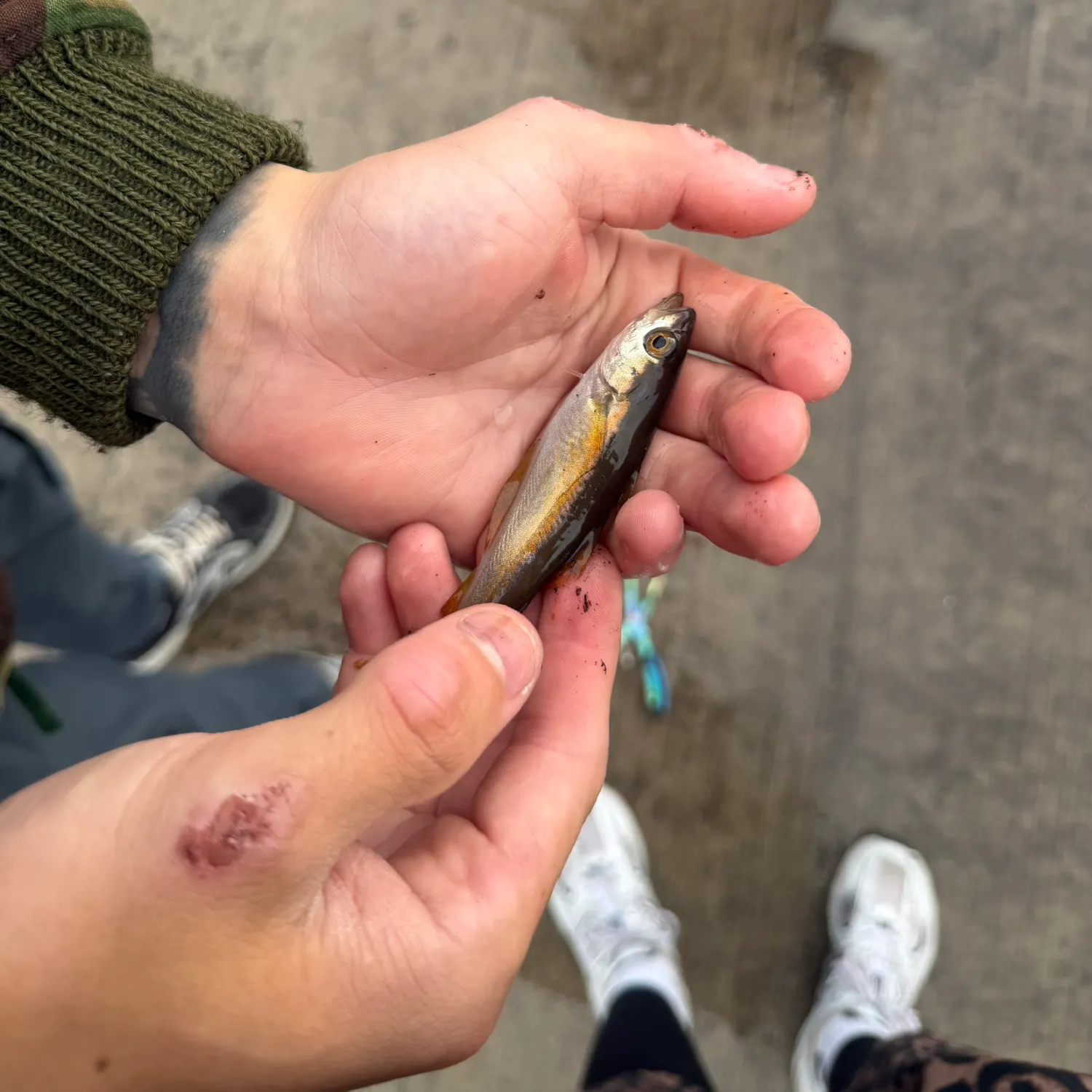 Atlantic pollock caught on Fishbrain