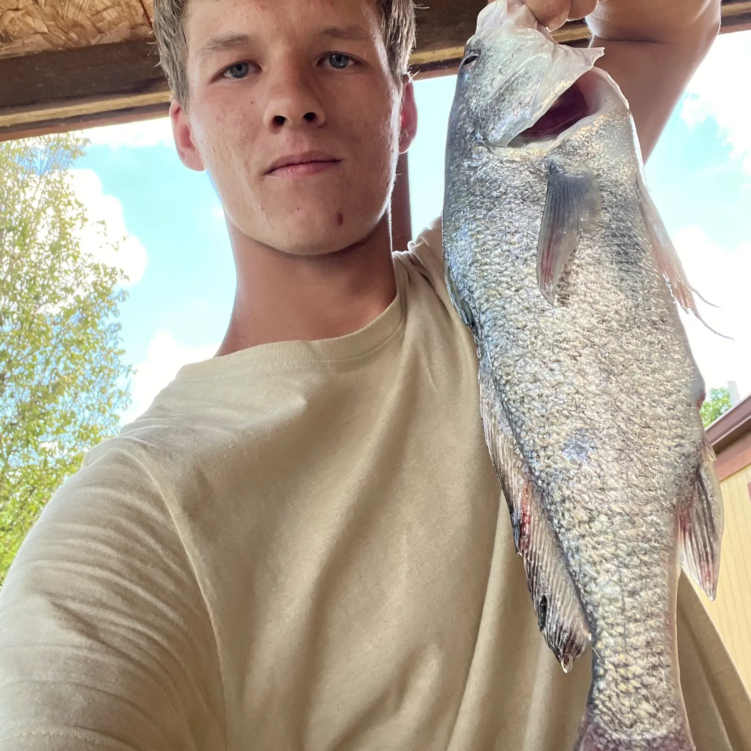 The most recent Black drum catches on Fishbrain