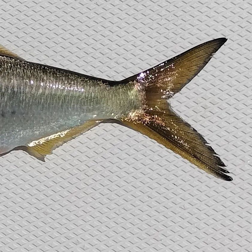 The most recent Gulf menhaden catches on Fishbrain