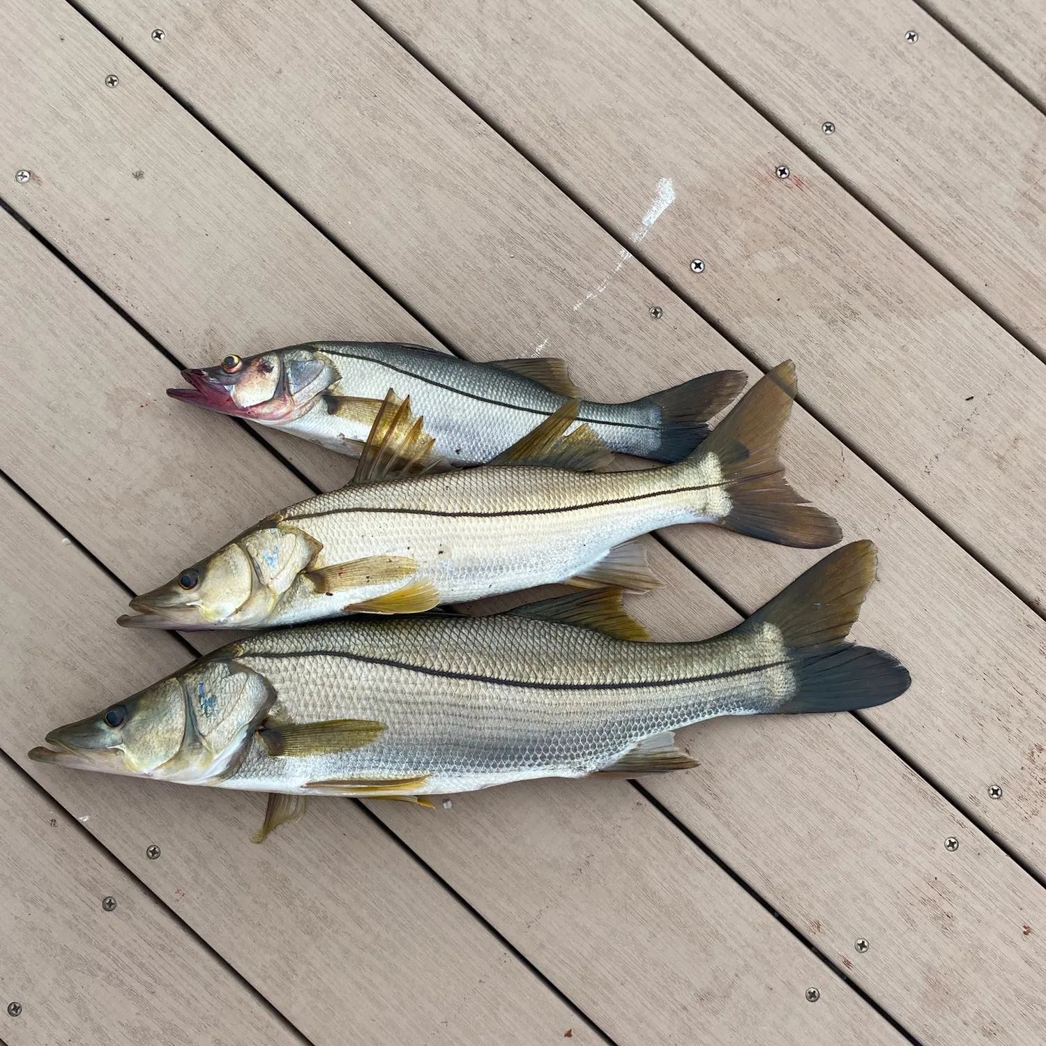 recently logged catches